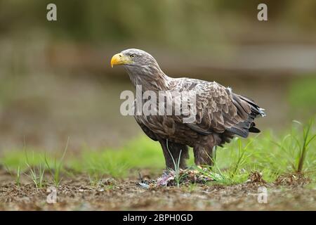 Nach Seeadler, halitaeetus Albicilla, in natürlicher Umgebung bei einem gehaltenen Fische. Detailliertes Portrait von Wild Bird im Sommer. Stockfoto