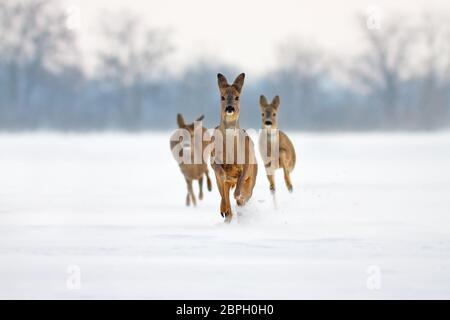 Gruppe von drei Rehen Capreolus capreolus tut im Winter. Hirsche laufen im tiefen Schnee auf die Kamera mit schneebedecktem Hintergrund zu. Aktion Willensleben Bild von Stockfoto