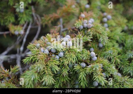 Nahaufnahme von unreifen Beeren auf einem Wacholderbusch. Stockfoto
