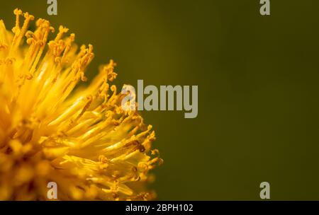 Gelber Löwenzahn auf verschwommenem grünen Hintergrund Stockfoto