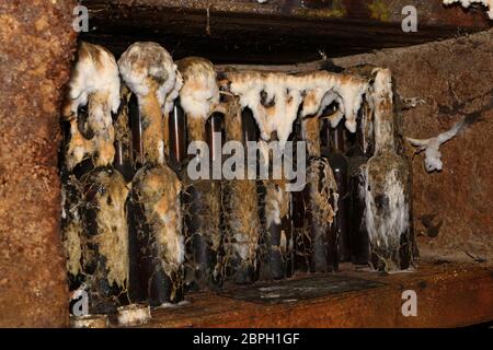 Close up Reihe traditioneller Tokaj Wein Glasflaschen mit Schimmel Altern im Weingut Keller abgedeckt Stockfoto