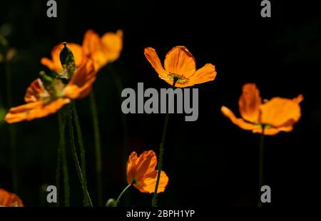 Thaxted, Großbritannien. Mai 2020. Thaxted Essex England Garden Flowers 19 May 2020 Anemone fotografiert im Garten des Fotografen während der Woche, als die Chelsea Flower Show in London stattfinden sollte, aber zum ersten Mal seit dem Zweiten Weltkrieg wegen der Coronavirus-Pandemie abgesagt wurde. Kredit: BRIAN HARRIS/Alamy Live News Stockfoto