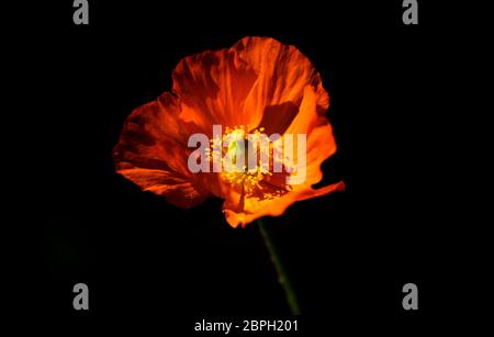 Thaxted, Großbritannien. Mai 2020. Thaxted Essex England Garden Flowers 19 May 2020 Anemone fotografiert im Garten des Fotografen während der Woche, als die Chelsea Flower Show in London stattfinden sollte, aber zum ersten Mal seit dem Zweiten Weltkrieg wegen der Coronavirus-Pandemie abgesagt wurde. Kredit: BRIAN HARRIS/Alamy Live News Stockfoto