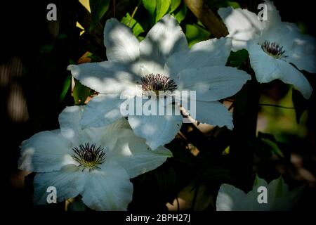 Thaxted, Großbritannien. Mai 2020. Thaxted Essex England Garden Flowers 19 May 2020 Clematis fotografiert im Garten des Fotografen während der Woche, als die Chelsea Flower Show in London stattfinden sollte, aber zum ersten Mal seit dem Zweiten Weltkrieg wegen der Coronavirus-Pandemie abgesagt wurde. Kredit: BRIAN HARRIS/Alamy Live News Stockfoto