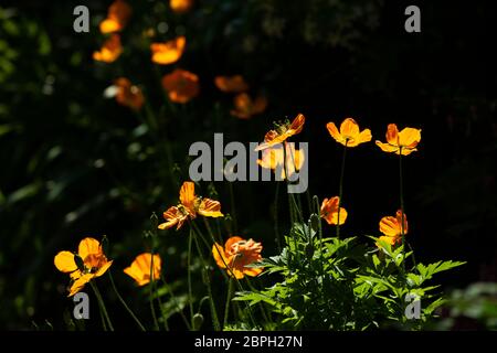 Thaxted, Großbritannien. Mai 2020. Thaxted Essex England Garden Flowers 19 May 2020 Anemone fotografiert im Garten des Fotografen während der Woche, als die Chelsea Flower Show in London stattfinden sollte, aber zum ersten Mal seit dem Zweiten Weltkrieg wegen der Coronavirus-Pandemie abgesagt wurde. Kredit: BRIAN HARRIS/Alamy Live News Stockfoto