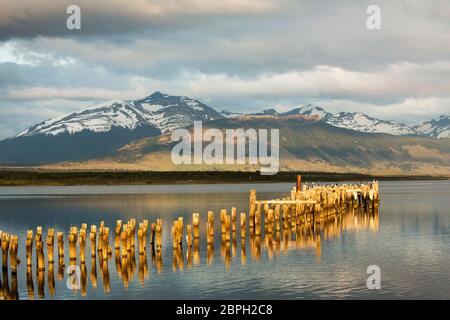 Kormorane, die auf den alten Säulen des zerstörten Piers in Puerto Natales, Patagonien, Chile, mit Torres del Paine in der Ferne, stehen Stockfoto