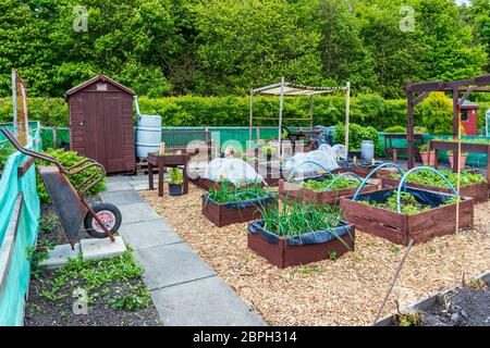 Ansicht einer kleinen Kleingartenschicht mit erhöhten Gemüsebeeten, Eglinton Growers, Kilwinning, Ayrshire, Schottland, Stockfoto