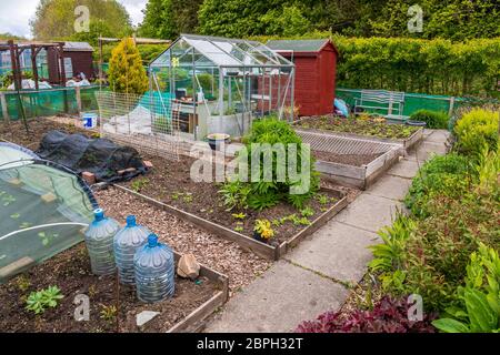 Ansicht einer kleinen Kleingartenschicht mit erhöhten Gemüsebeeten, Eglinton Growers, Kilwinning, Ayrshire, Schottland, Stockfoto