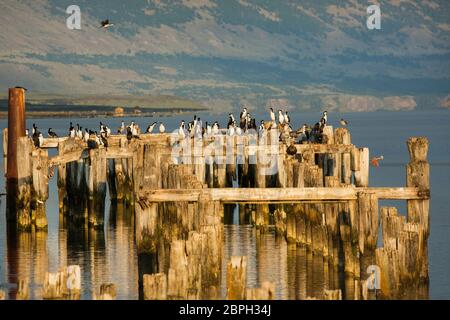 Kormorane, die auf den alten Säulen des zerstörten Piers in Puerto Natales, Patagonien, Chile, mit Torres del Paine in der Ferne, stehen Stockfoto