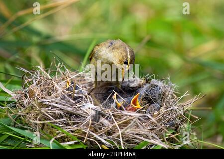 weidenwaldsänger füttert kleine Küken im Nest in der Sommernatur Stockfoto