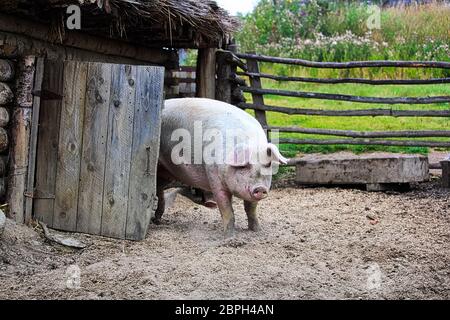 Ein Schwein blickt hinter einer Holztür. Stockfoto