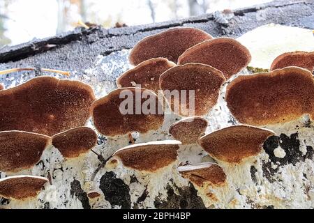 Die braune Unterseite von Baumpilzen auf einer Amtsleitung. Stockfoto