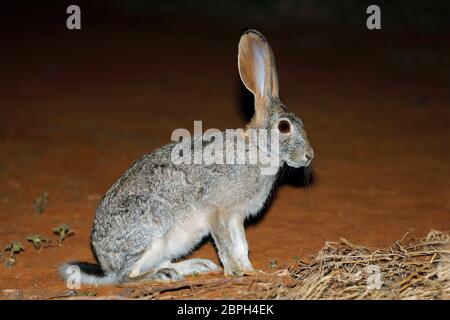 Eine Warnung scrub Hase (Lepus Saxatilis) aufrecht sitzend, Südafrika Stockfoto