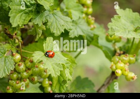 Zweige der schwarzen Johannisbeere mit unreifen Beeren, grünen Blättern und einem Marienkäfer auf einem Blatt mit verschwommenem natürlichen Hintergrund. Garten bei sonnigem Tag. Stockfoto