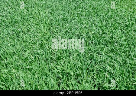 Stiele von jungen Weizen auf dem Feld, Winter Weizen im Frühjahr. Stockfoto