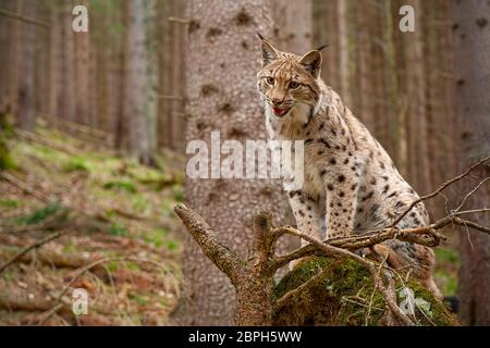 Eursian lynx stehend auf einem windwurf in autmn Wald mit verschwommenen Hintergrund. Bedrohten säugetier Predator auf entwurzelte Baum gebrochen. Stockfoto