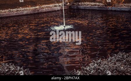 Brunnen mit Seerosen im Naturschutzgebiet, entspannen und Landschaft Stockfoto
