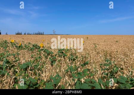 Feld von reifen goldenen Weizen und Sonnenblumen vor einem blauen Himmel Stockfoto