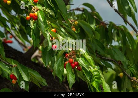 Kirschen auf einem Kirschbaum Ast hängen. Stockfoto