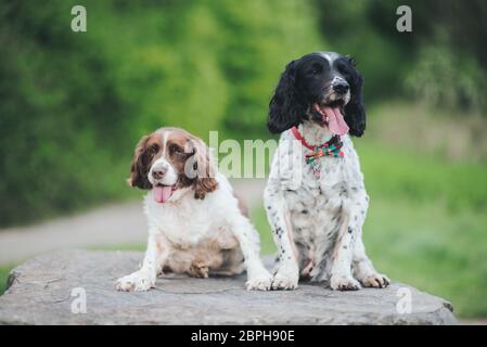 Ein alter älterer englischer Springer Spaniel Hund im Alter von 14 Jahren, glücklich und das Leben genießen. Stockfoto