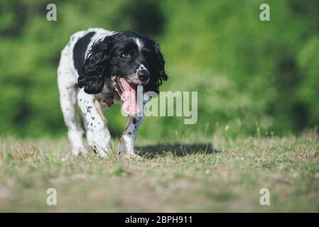 Ein alter älterer englischer Springer Spaniel Hund im Alter von 14 Jahren, glücklich und das Leben genießen. Stockfoto