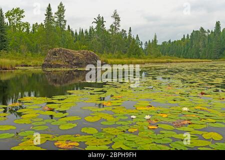 Lilien und Lily Pads unter den ruhigen Wassern der Schiefer See in Quetico Provincial Park in Ontario Stockfoto