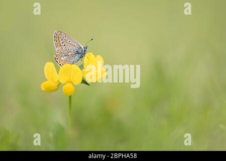 Schönes Porträt des blauen Schmetterlings (Polyommatus icarus) Stockfoto