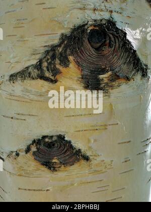 Birkenrinde, strukturierter natürlicher Hintergrund, zwei Augen. Stockfoto