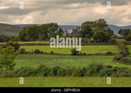 Schafherde auf einem Feld in der Nähe von Kilkeel Nordirland Stockfoto
