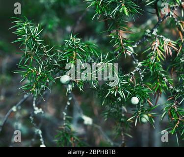 Zweig des Waldwacholders mit unreifen Beeren Nahaufnahme - tiefgrüner floraler Hintergrund. Heilpflanze in der Natur. Selektiver Fokus, unscharfe Vignette. Stockfoto