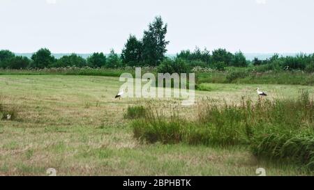 Ein Paar Weißstörche, die sich gegenseitig angucken und sich an einem kühlen Sommertag auf einer gemähten Wiese ausruhen. Twer Region, Russland. Selektiver Fokus. Stockfoto