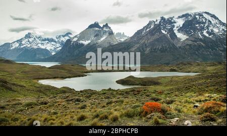 Die feurig roten Blüten von Anartrophyllum Desideratum in der Landschaft über dem Nordenskold See, mit Kulisse von Cuernos del Paine , Patagonien, Chile Stockfoto