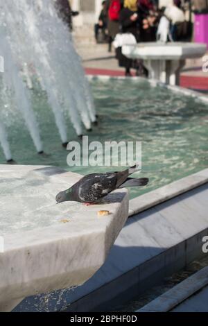 Einsamer Vogel am Brunnen lebt in der städtischen Umwelt Stockfoto