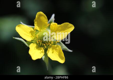 Extreme Nahaufnahme der winzigen gelben Wildblume von Geum urbanus, auch bekannt als Holzspinnen oder Herb Bennett. Mit Copyspace nach rechts. Stockfoto