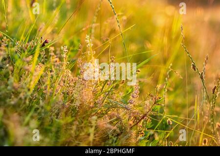 Schöne Nahaufnahme Ökologie Naturlandschaft mit Wiese im Sommer Stockfoto