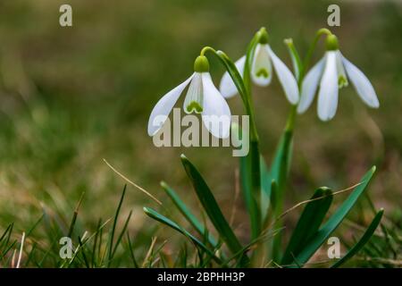 Schöne Schneeglöckchen, Frühlingsblumen im Gras Stockfoto