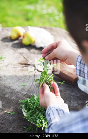 Bio-Gemüse. Gesunde Ernährung. Rucola-Salat in Händen der Bauern Stockfoto