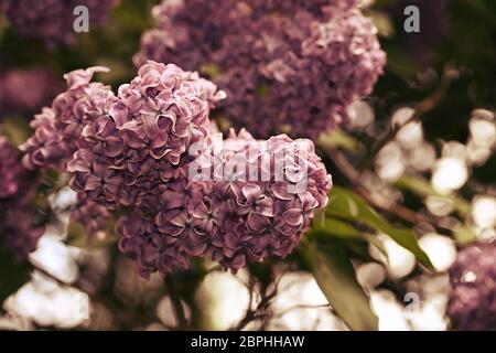 Flieder, syringa Blume in Nahaufnahme. Stockfoto