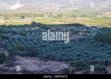 Ein sehr gut aussehender Shoot von Obstbäumen mit tollen Farben - Fokus auf Bäume. Foto wurde in izmir/türkei aufgenommen. Stockfoto