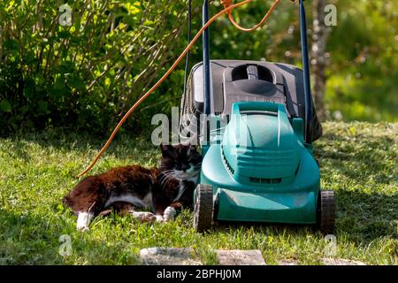 Außenaufnahme der grünen Rasenmäher und Cat. Elektrische Rasenmäher im grünen Gras. Katzen schlafen in der Nähe von elektrischen Rasenmäher auf dem Rasen im Garten. Stockfoto