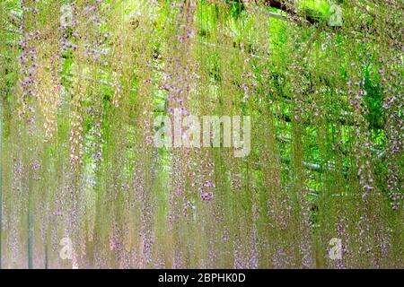 Die schönen Blumen Herbststaffel, Glyzinien Spalier im Garten Stockfoto