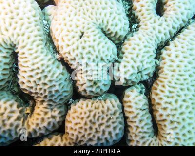 Buntes Korallenriff am Boden des tropischen Meeres, tolle Faviten Korallen, Nahaufnahme, Unterwasserlandschaft Stockfoto