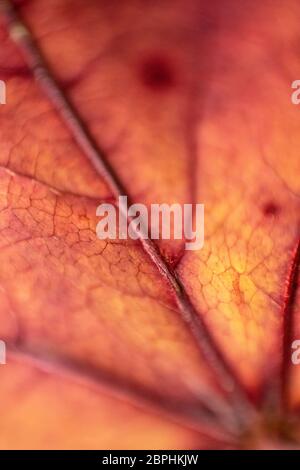 Hintergrundbeleuchtetes Herbstblatt mit Adern in Makronahaufnahme. Stockfoto