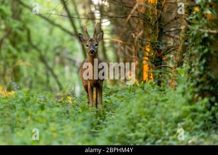 Wilder Rüde stand in wildem Wald zwischen Bäumen. Stockfoto