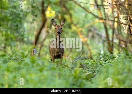 Wilde Hündin Roe Deer stand in wilden Wäldern zwischen Bäumen. Stockfoto