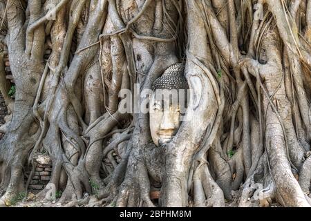 buddha Kopf in Baumwurzeln von Bodhi oder banyan Baum in ayutthaya, thailand. Berühmtes Bild im Wat Mahathat Stockfoto