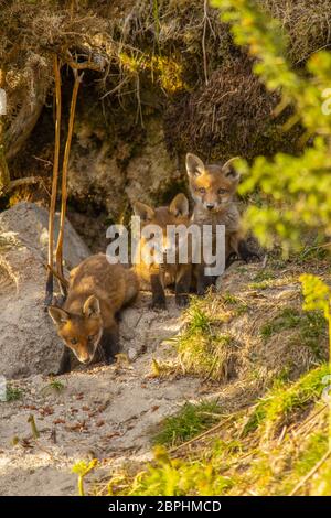 Die Jungen aus dem Roten Fuchs standen am Eingang ihrer Höhle. Stockfoto