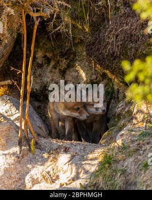 Die Jungen aus dem Roten Fuchs standen am Eingang ihrer Höhle. Stockfoto