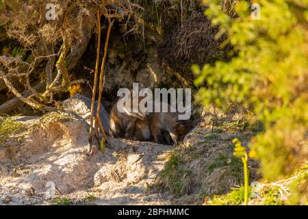 Die Jungen aus dem Roten Fuchs standen am Eingang ihrer Höhle. Stockfoto