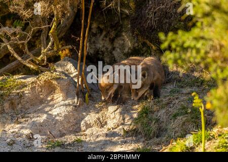 Die Jungen aus dem Roten Fuchs standen am Eingang ihrer Höhle. Stockfoto